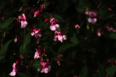 Close-up of pink flowering plants in park