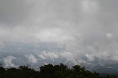 Trees in forest against storm clouds