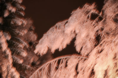 Close-up of horse at night