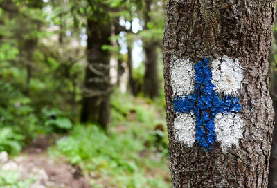 Close-up of lichen on tree trunk