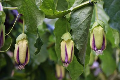 Close-up of flowers