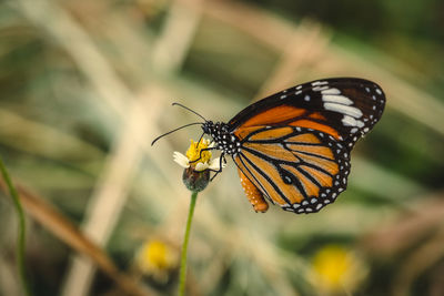 Close-up of butterfly pollinating flower