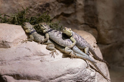 Close-up of lizard on rock