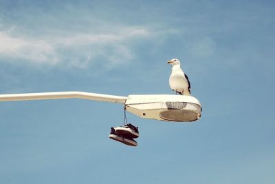 Low angle view of birds perching on wall