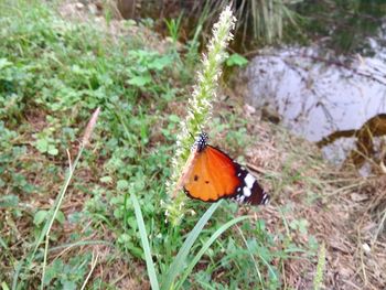 High angle view of butterfly on leaf