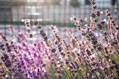 Close-up of purple flowering plants on field