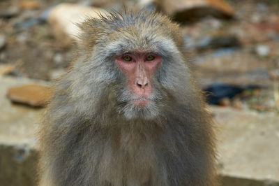 Monkey in the mountain