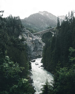 Bridge over river amidst trees in forest