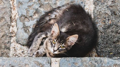 Close-up portrait of a cat