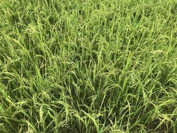 Full frame shot of corn field