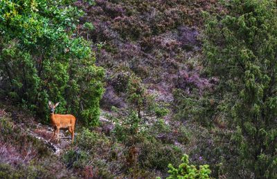 View of an animal on field