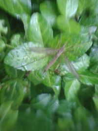 Close-up of leaves