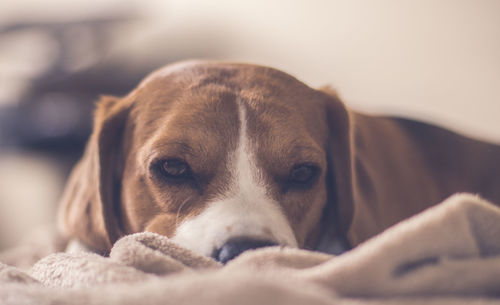 Close-up portrait of dog relaxing on bed at home