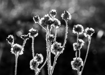 Close-up of flowers blooming outdoors