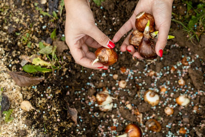 Hands holding daffodil bulbs before planting in the ground