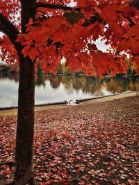 Autumn leaves on tree