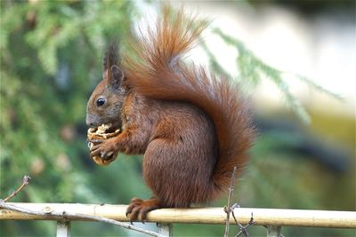 Close-up of squirrel eating food