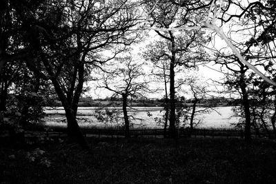 Silhouette of trees against sky