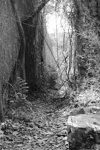 Scenic view of forest during winter