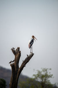 Bird perching on a tree