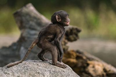 Close-up of young monkey standing on rock in zoo