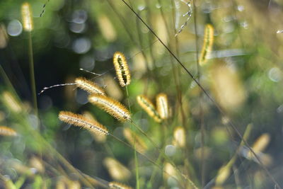 Close-up of wilted flower on field