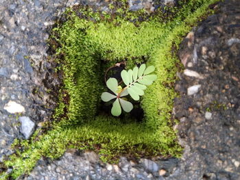 High angle view of plants