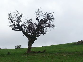 Trees on grassy field