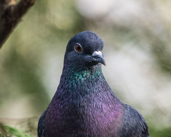 Close-up of peacock