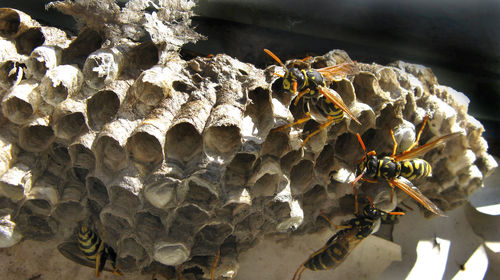 Close-up of bee