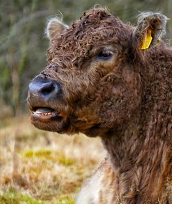 Close-up of a galloway