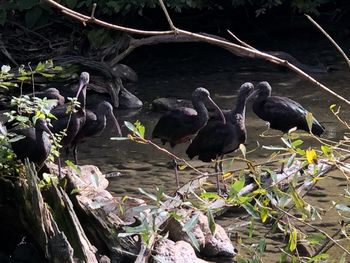 Birds perching on a lake