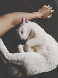 Close-up of white cat lying down on hand