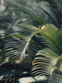 Close-up of palm tree