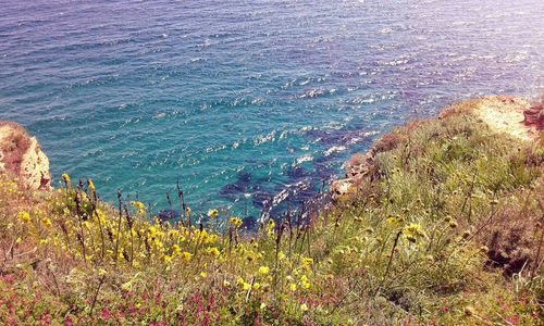 High angle view of plants at beach