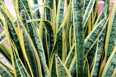 Close-up of plants