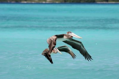 Pelicans flying over sea