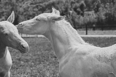 Close-up of a horse on field