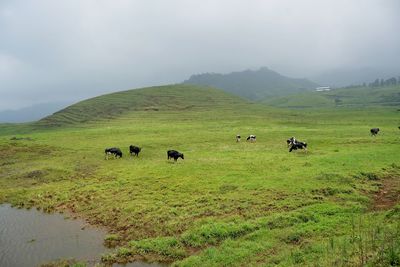 Cow grazing in a sabana field