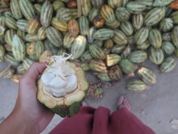 Close-up of hand holding cacao cocoa fruit