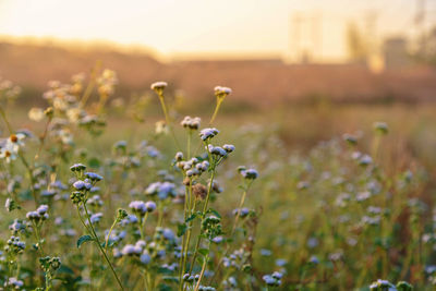 Close-up of flowering plants on field