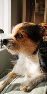 Close-up of dog looking away at home