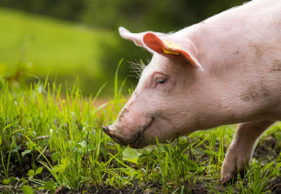 A happy pig runs across a meadow