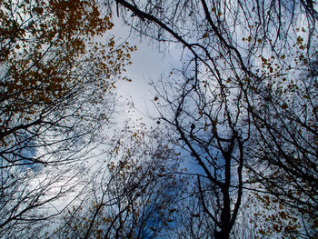 Low angle view of bare tree against sky