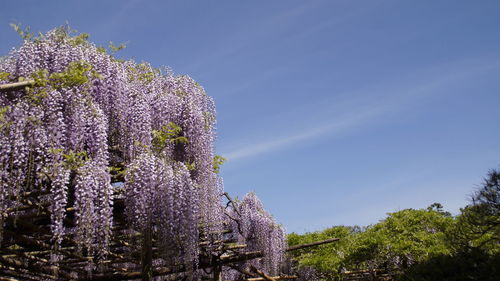 Low angle view of purple flowering plants against blue sky