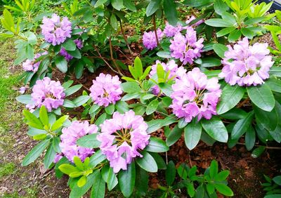 Close-up of fresh purple flowers blooming in garden