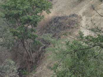 Full frame shot of footpath