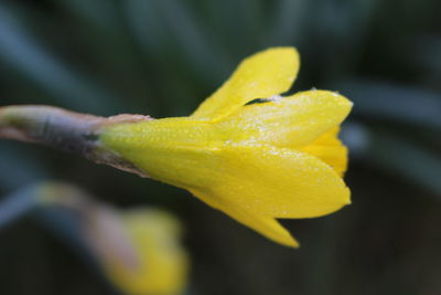 Close-up of yellow leaf