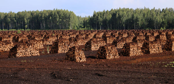 Trees growing in farm against sky