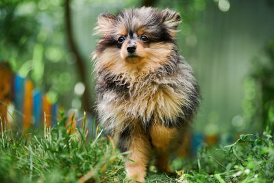 Pomeranian spitz puppy in garden. cute pomeranian dog on walk. puppy black, gray and brown color